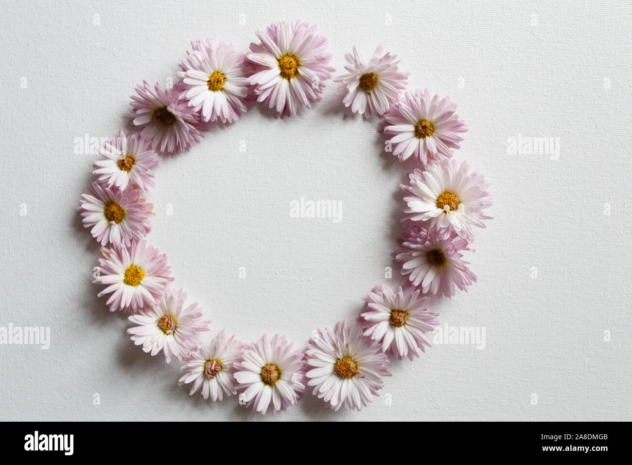 Kreis der Chrysanthemen auf dem weißen Tuch Stockfoto