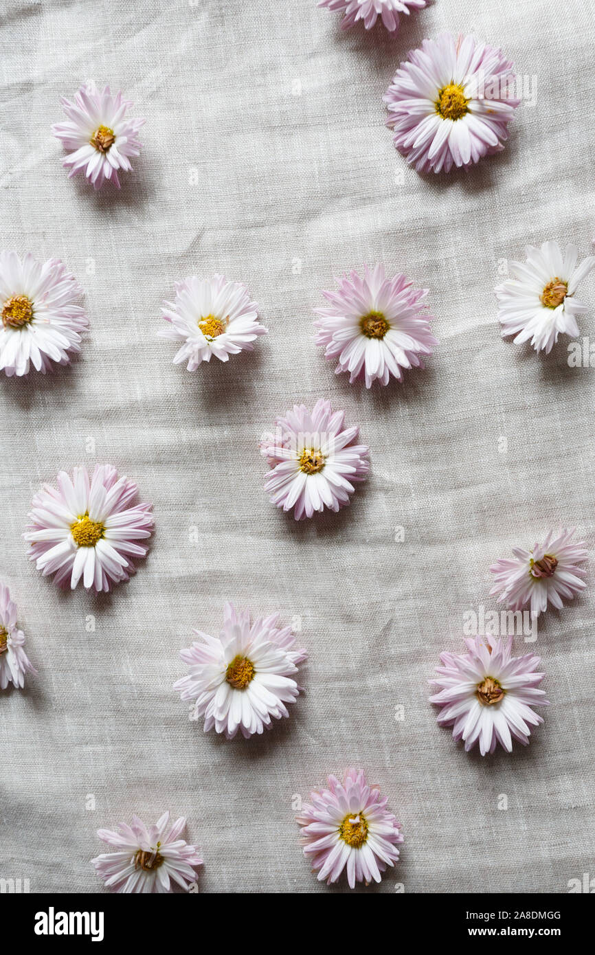 Rosa Chrysanthemen Blumen auf dem Leinen Stoff Stockfoto