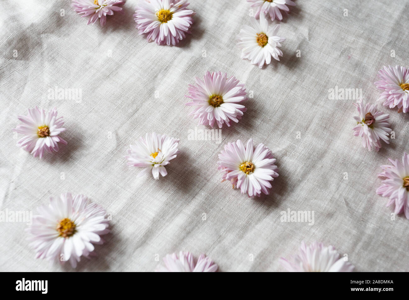 Rosa Chrysanthemen Blumen auf dem Leinen Stoff Stockfoto