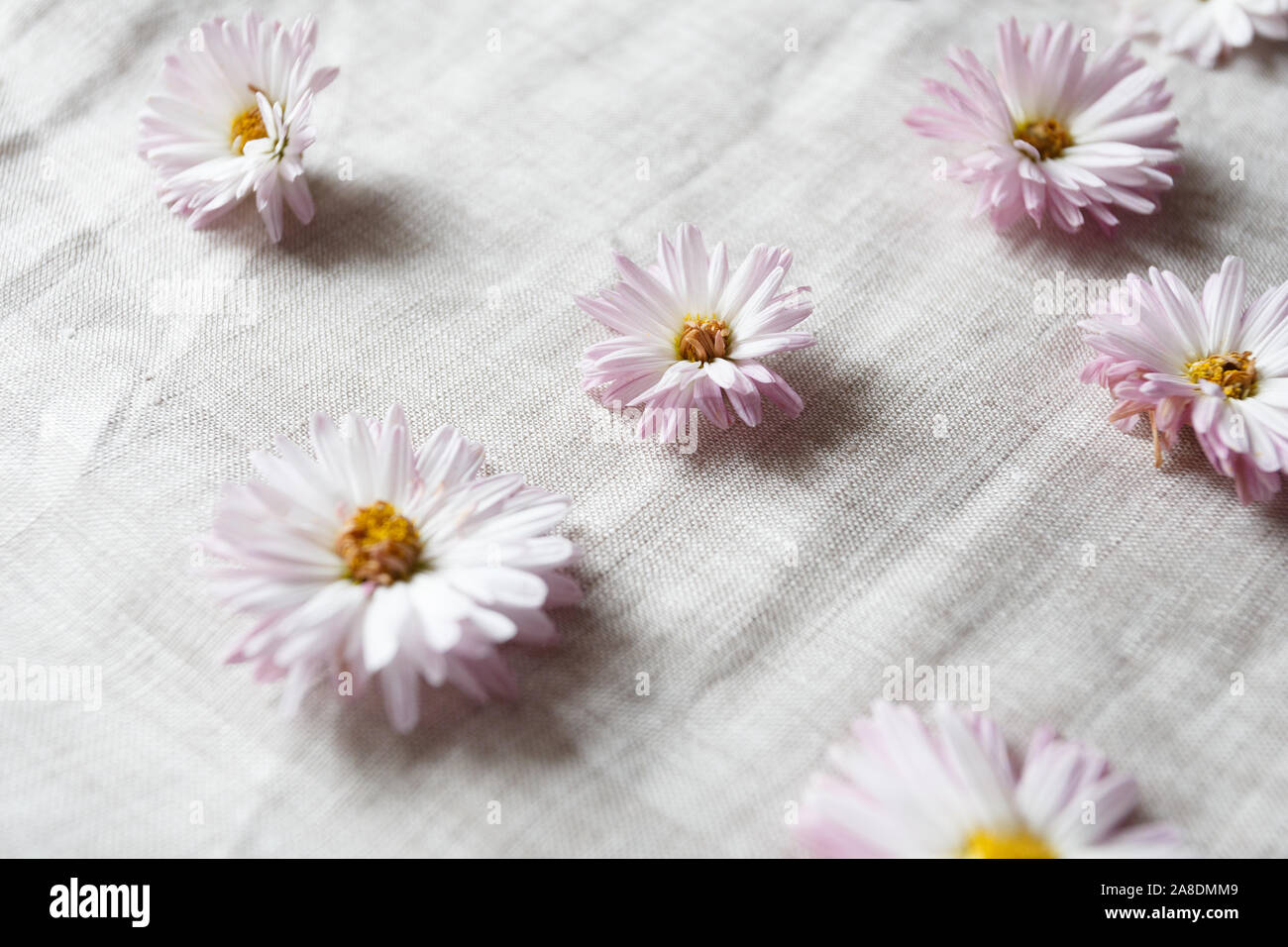 Rosa Chrysanthemen Blumen auf dem Leinen Stoff Stockfoto