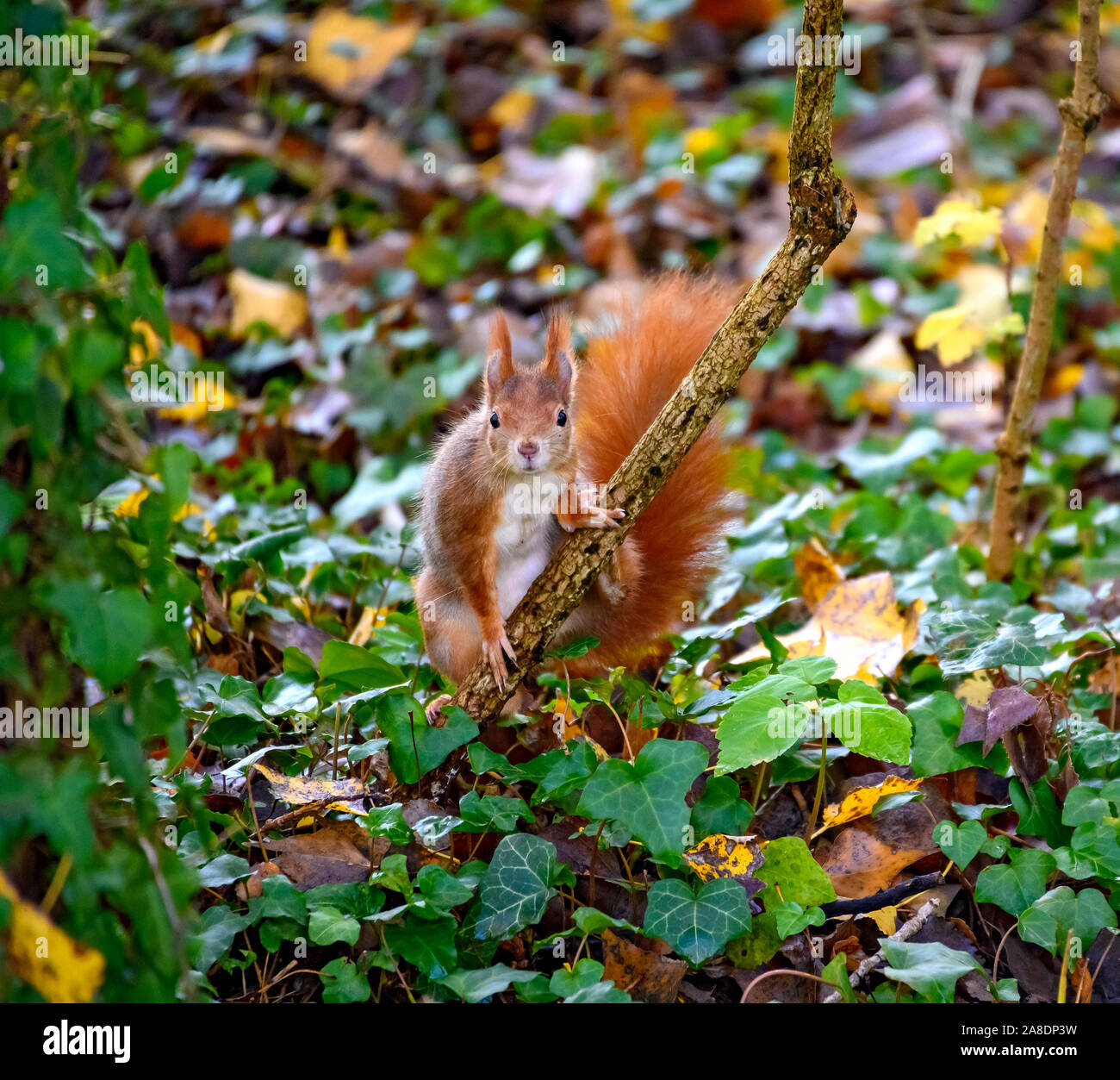 Europäische Eichhörnchen auf der Suche direkt in die Kamera Stockfoto