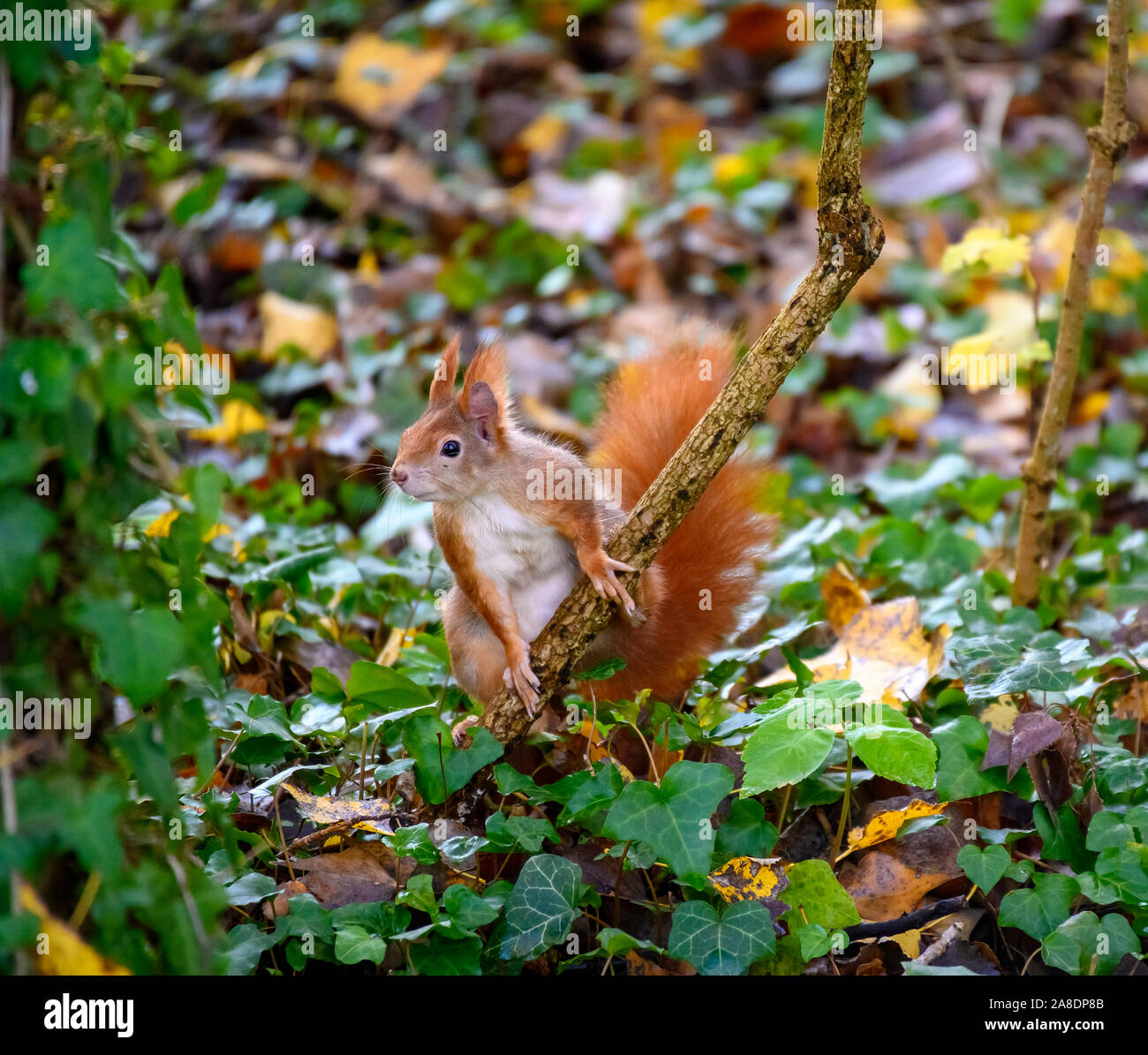 Europäische Eichhörnchen auf der Suche rechts Stockfoto