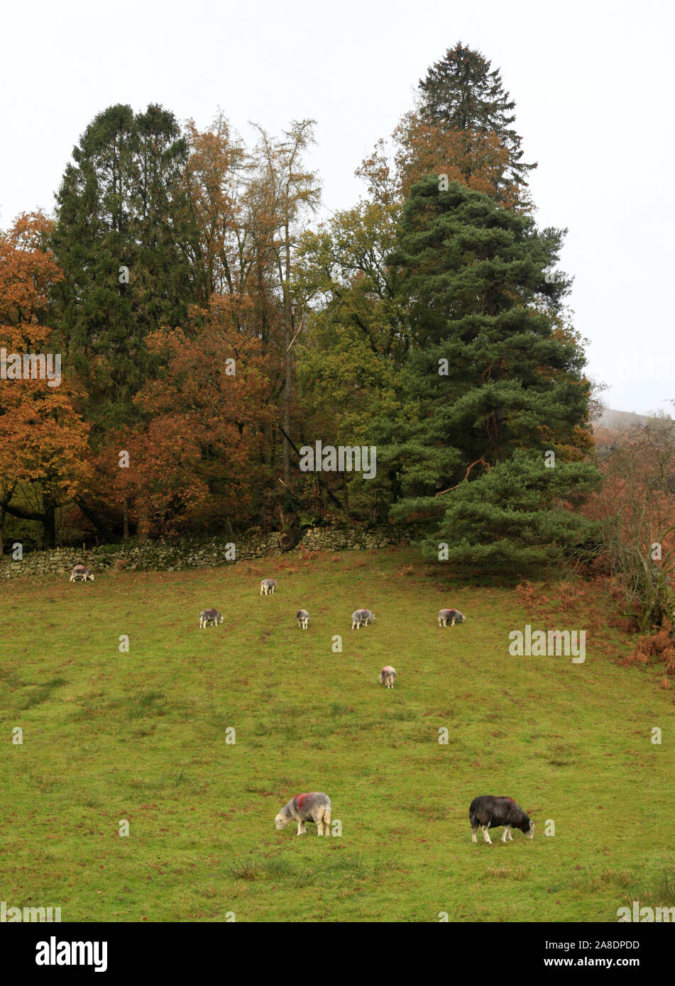 Eine Herde von herdwick Schafe (Ovis aries) Beweidung in einem Feld Cumbria, England, UK. Stockfoto