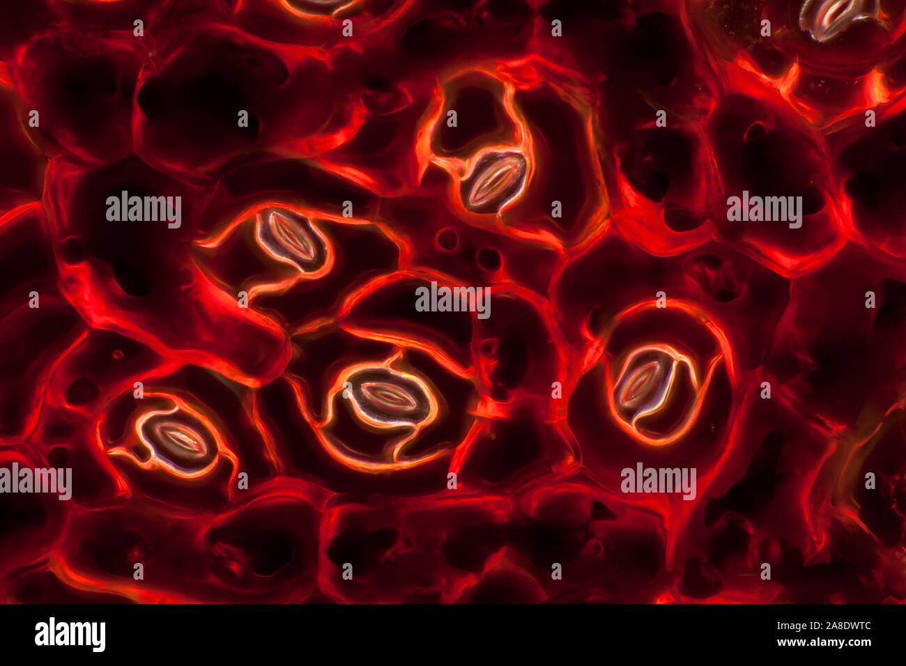 Mikroskop Bild eines Begonia Blatt Stockfoto