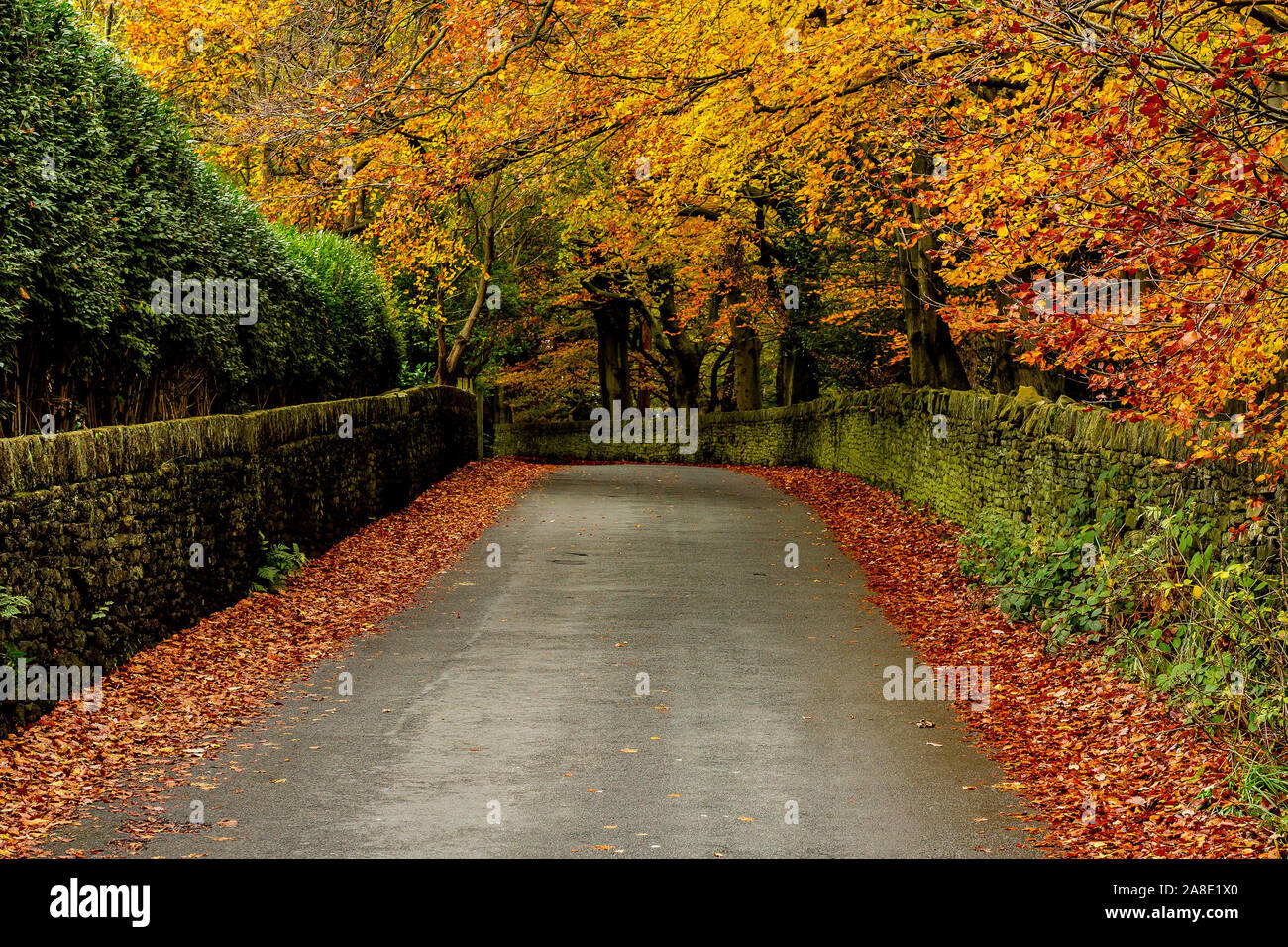 British country lane im Herbst Stockfoto