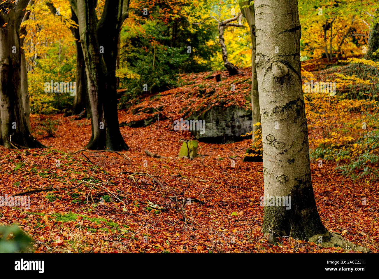 Wald Bäume im Herbst Stockfoto