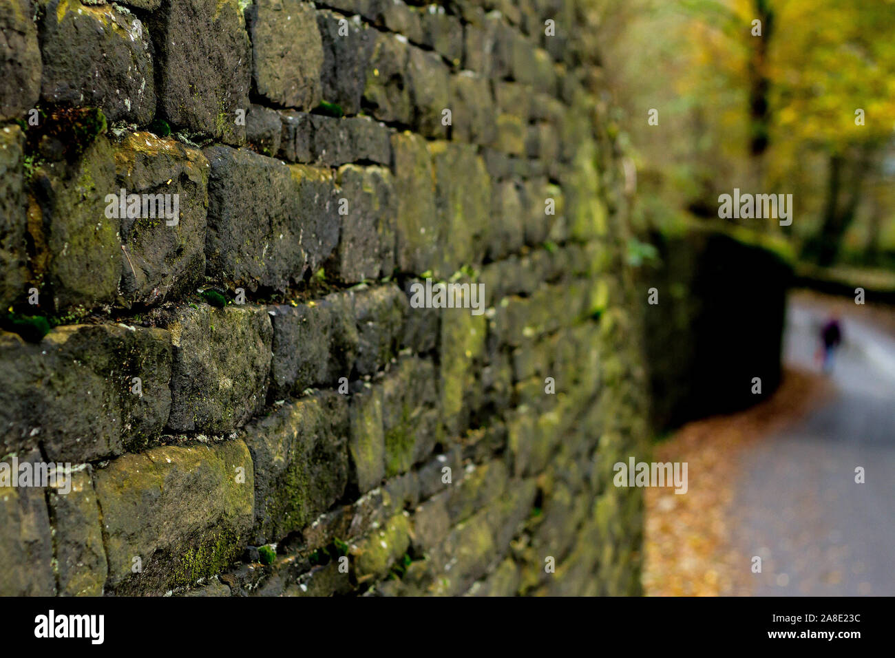 Moss decken Wand dehnt sich der Abstand Stockfoto