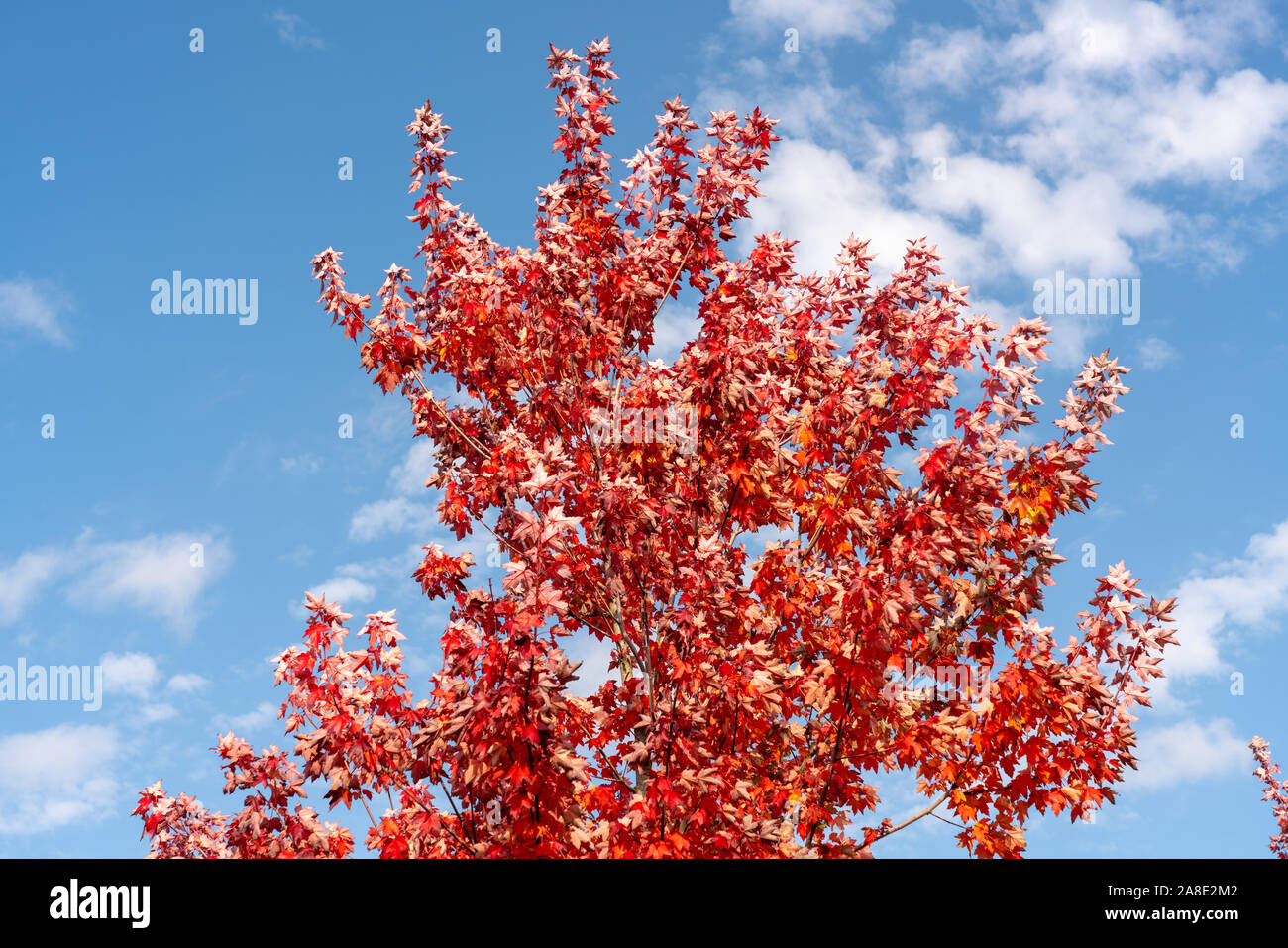 Schönen roten Farben des Herbstes auf den Bäumen Stockfoto