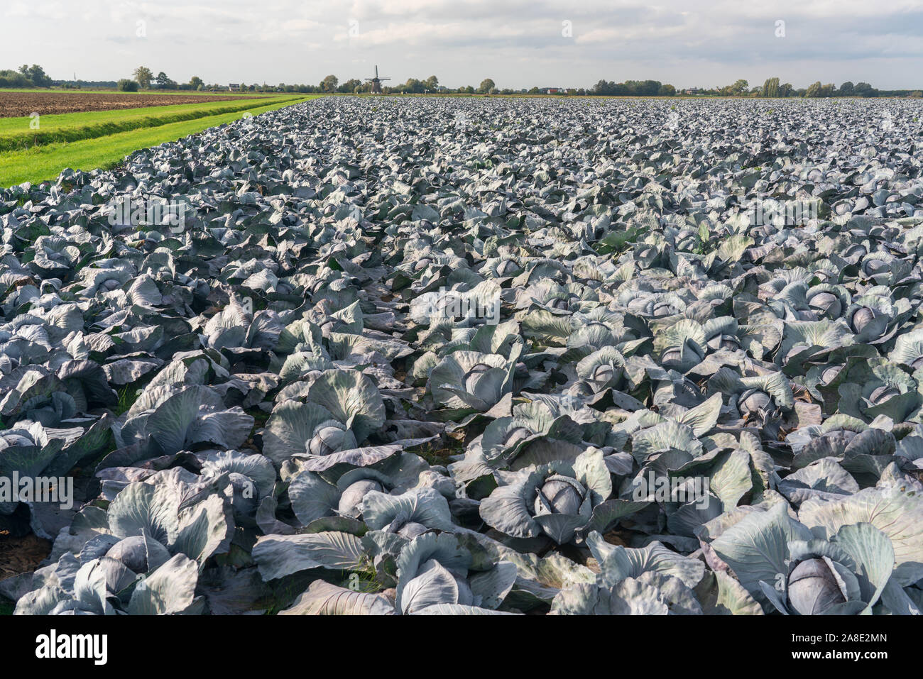 Feld mit Rotkohl in den Niederlanden Stockfoto