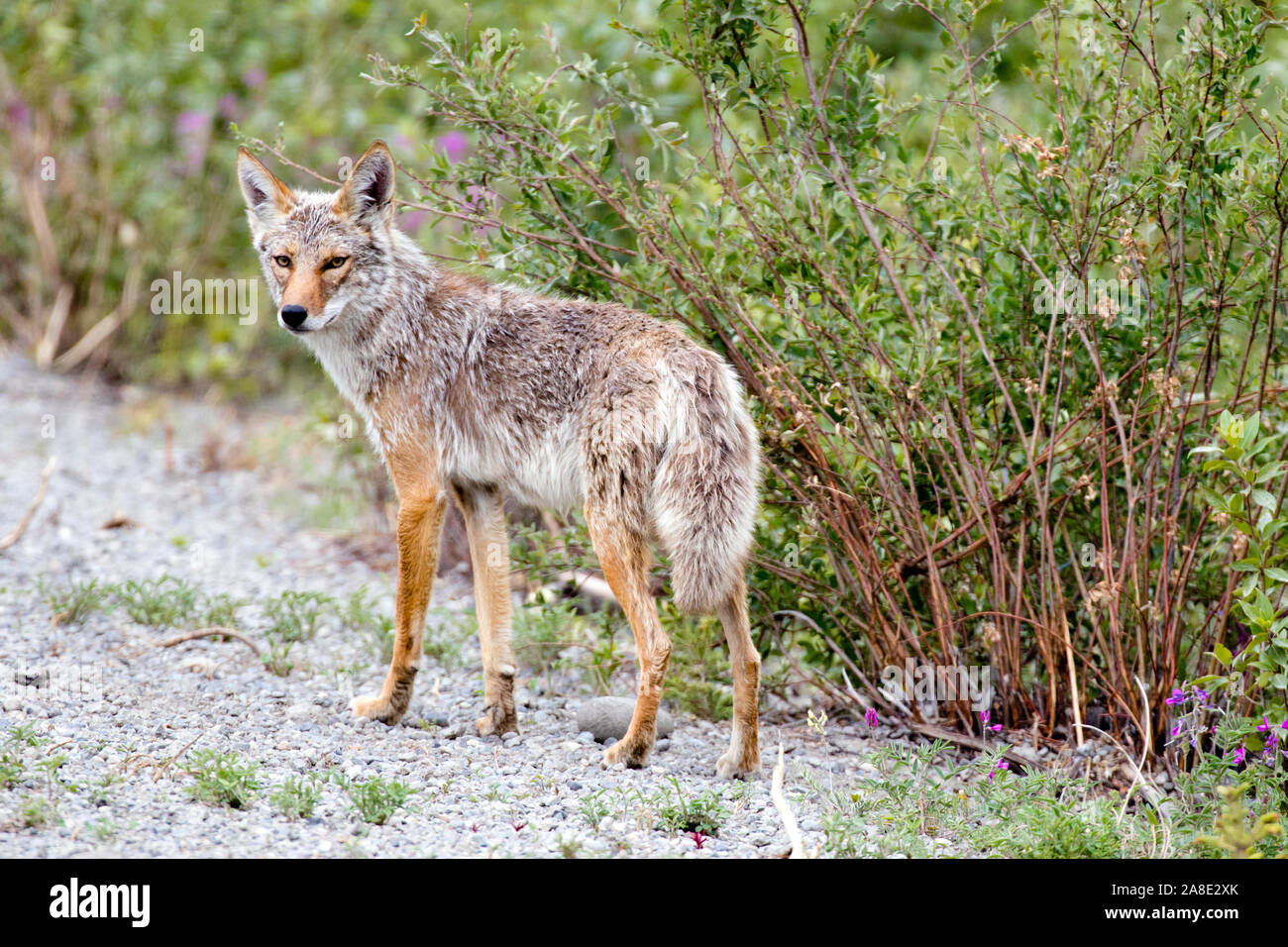 Ein kojote im Yukon, Kanada Stockfoto