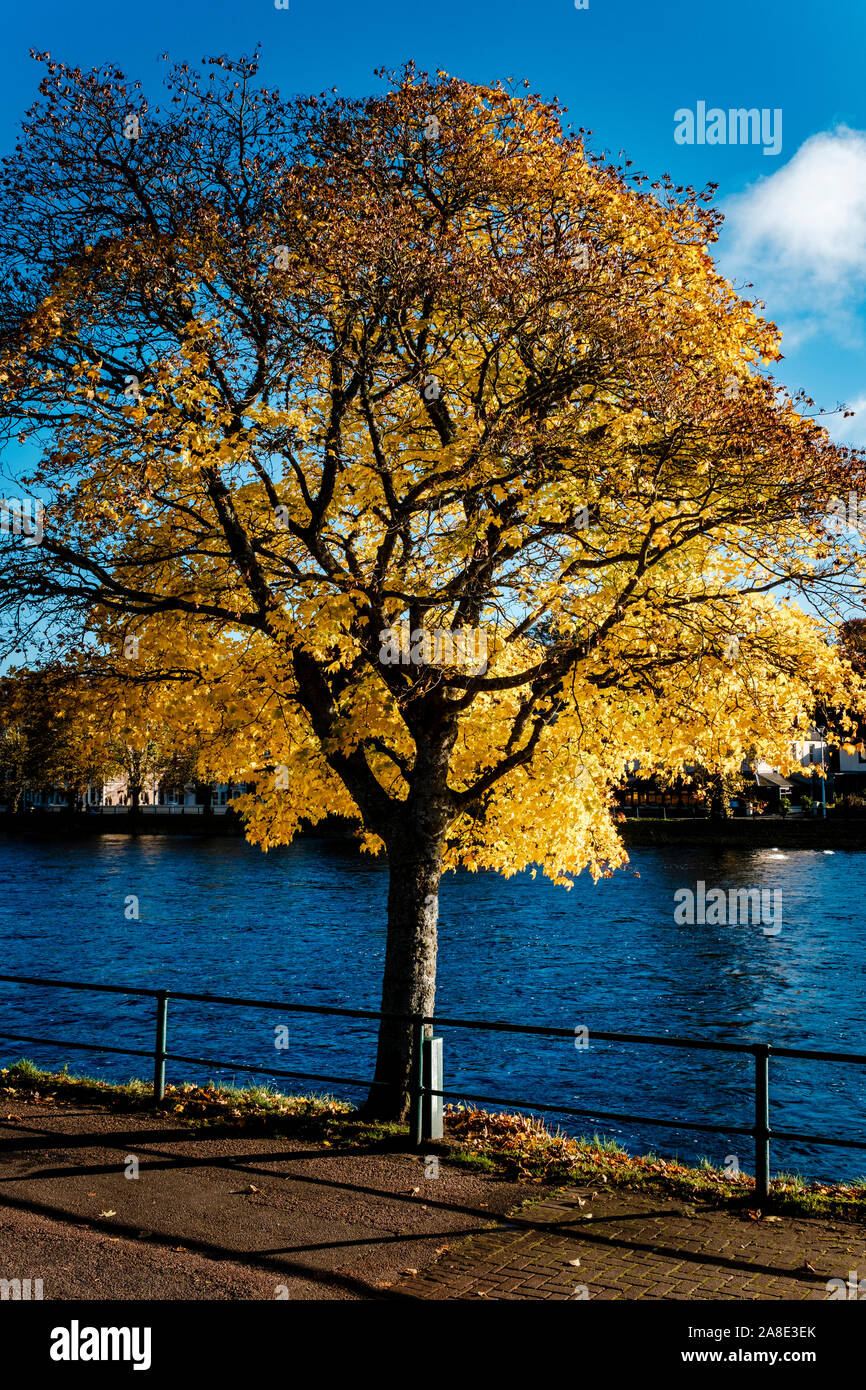 Ein einsamer Baum im Herbst Farbe am Ufer des Flusses Ness in Inverness, Schottland Stockfoto