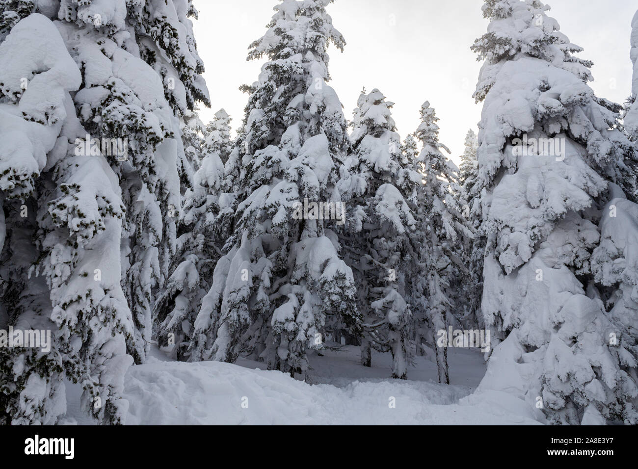 Starker Schneefall in der Natur, Kiefern bedeckt mit Schnee, kaltes Wetter Stockfoto