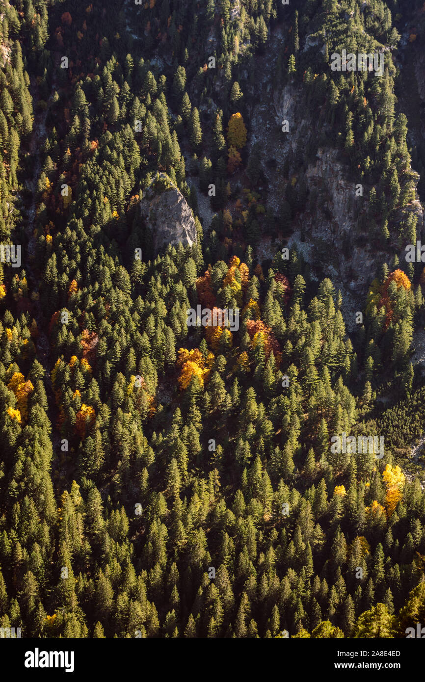Blick von oben auf eine bunte, Herbst Laubbäume in einem grünen Nadelwald verstreut. Herbst Mischwald, Grün, Gelb, Rot und Braun. Stockfoto