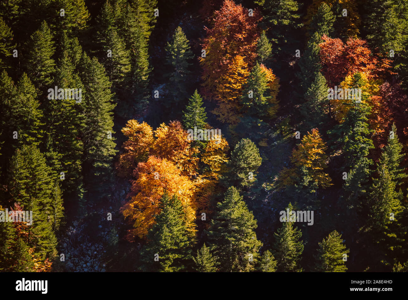 Blick von oben auf eine bunte, Herbst Laubbäume in einem grünen Nadelwald verstreut. Herbst Mischwald grün, gelb, rot und braun. Stockfoto