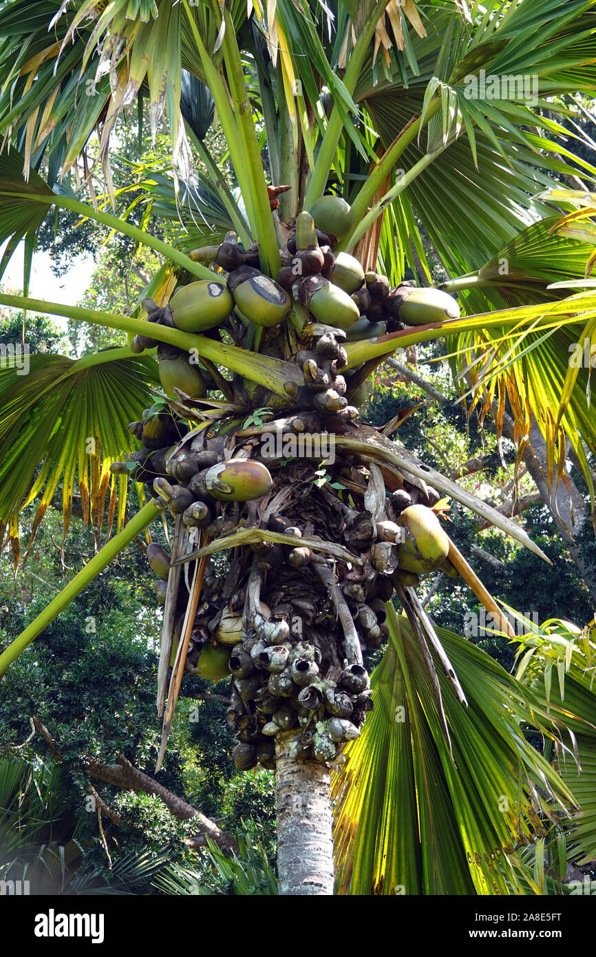 King Coconut Palm Tree die botanischen Gärten von Peradeniya, Kandy, zentrale Provinz, Sri Lanka Stockfoto