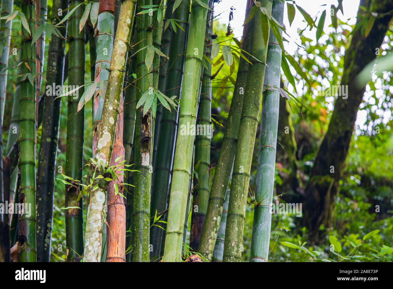 Grner Bambus gefunden in den Bergwldern im Norden von Vietnam wachsenden  Stockfotografie - Alamy
