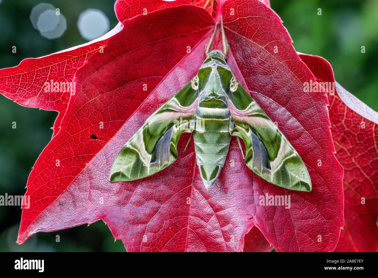 Daphnis nerii, Schweiz, Natur, Insekt, Nachtfalter und Schwärmer, Oleander, Oleanderschwärmer Stockfoto