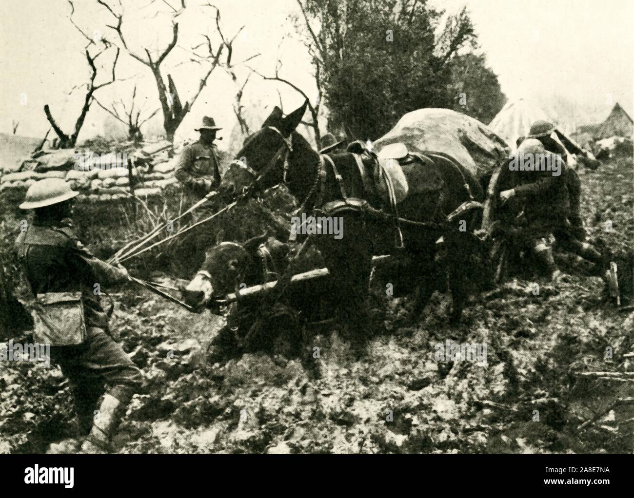 Transport der Schwierigkeiten, die in den Sümpfen von Flandern", Erster Weltkrieg, 1917, (c 1920). Australische Soldaten kämpfen ein maultier Warenkorb durch Schlamm auf dem belgischen Western Front zu führen nach starkem Regen die Bedingungen äußerst schwierig. Von "Die Große Welt Krieg: Eine Geschichte", Band VII, herausgegeben von Frank eine Mumby. [Das Gresham Publishing Company Ltd., London, c 1920] Stockfoto