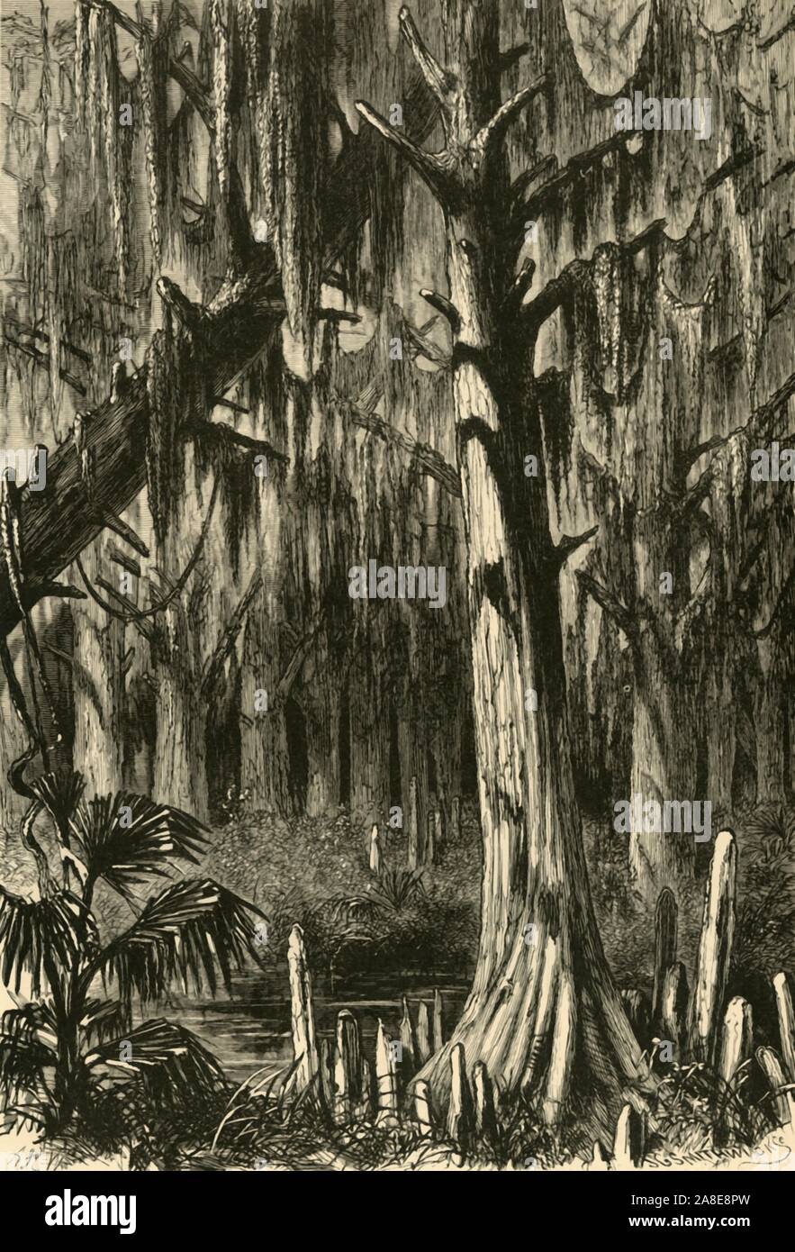 'Cypress-Swamp', 1872. Süßwasser bewaldetes Feuchtgebiet in Mississippi, der südlichen USA. Von "Malerische Amerika; oder, in das Land, in der wir leben, eine Abgrenzung durch Kugelschreiber und Bleistift auf die Berge, Flüsse, Seen... mit Abbildungen auf Stahl und Holz von bedeutenden amerikanischen Künstlern" Bd. I, herausgegeben von William Cullen Bryant. [D. Appleton und Company, New York, 1872] Stockfoto