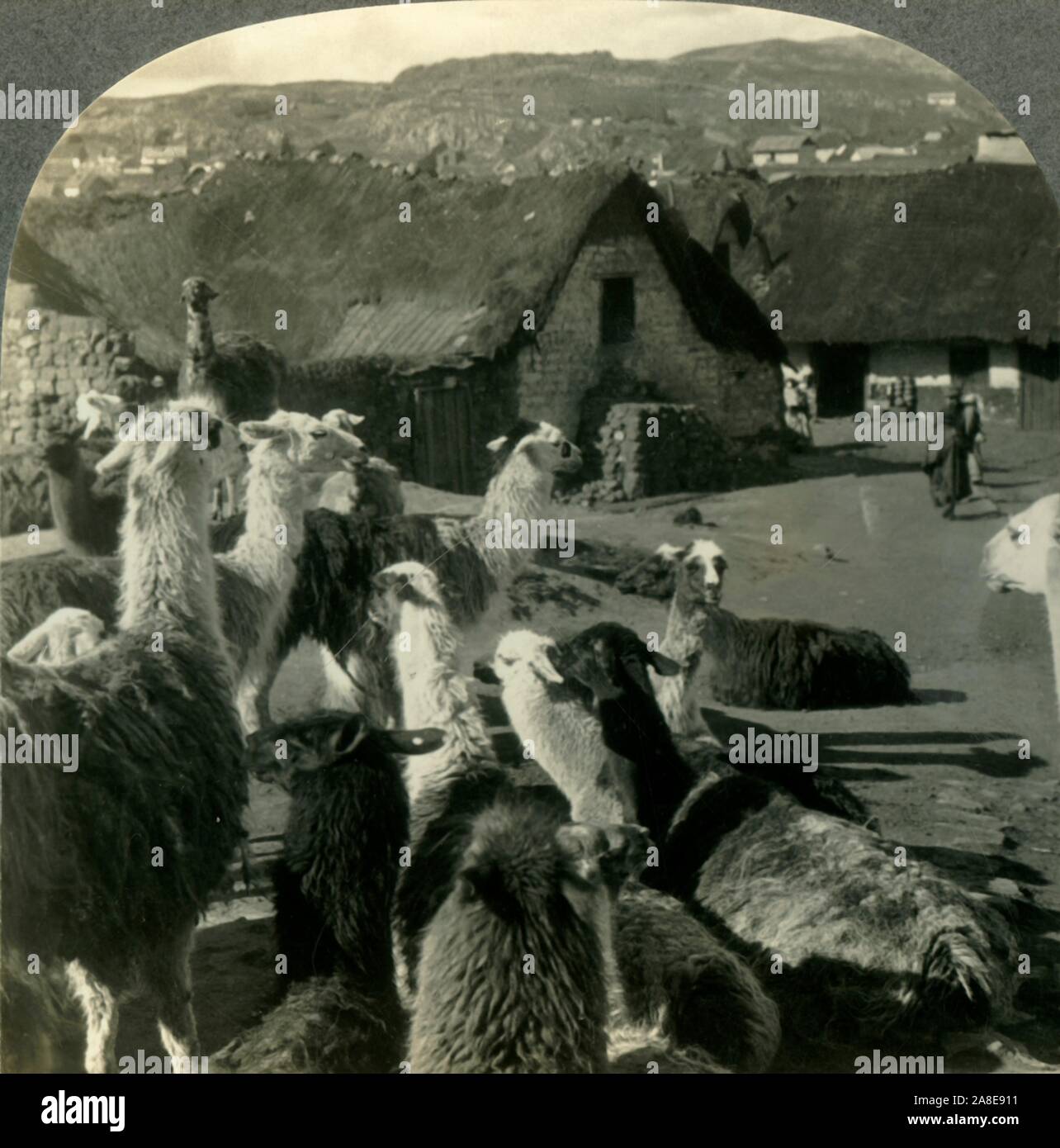 "Lamas, S. amerikanischen Vettern des Kamels, zwischen Reisen, Cerro de Pasco, Peru', c 1930. Cerro de Pasco in Zentralperu oben in den Anden, ist Hauptstadt des Pasco region und eine der größten Städte der Welt. Von "Tour der Welt". [Keystone View Company, Meadville, Pa., New York, Chicago, London] Stockfoto