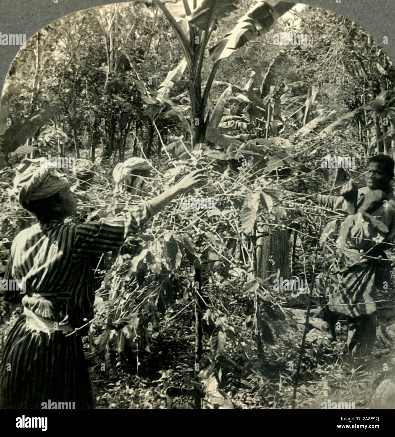 "Kaffeepflücker am Arbeitsplatz, Plantation Szene in Guadeloupe, French West Indies', c 1930. Kaffeeanbau begann im Jahre 1770 und 1775 Kakao hatte auch ein wichtiger Exportartikel geworden. Von "Tour der Welt". [Keystone View Company, Meadville, Pa., New York, Chicago, London] Stockfoto