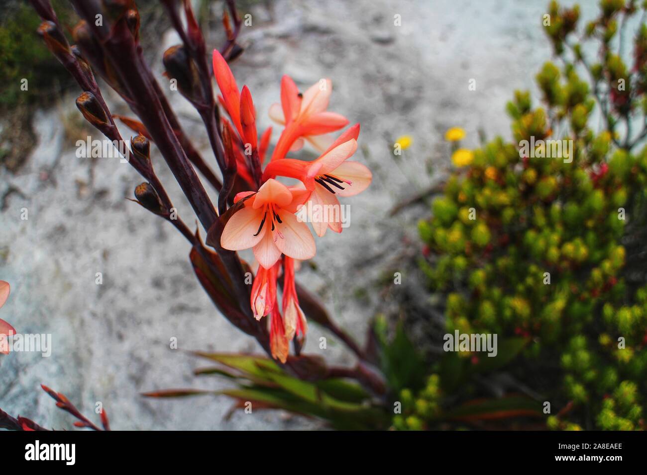 Watsonia tabularis auf dem Tafelberg, Kapstadt, Südafrika. Watsonia ist eine Gattung aus der Familie der Iris native an das südliche Afrika. Stockfoto
