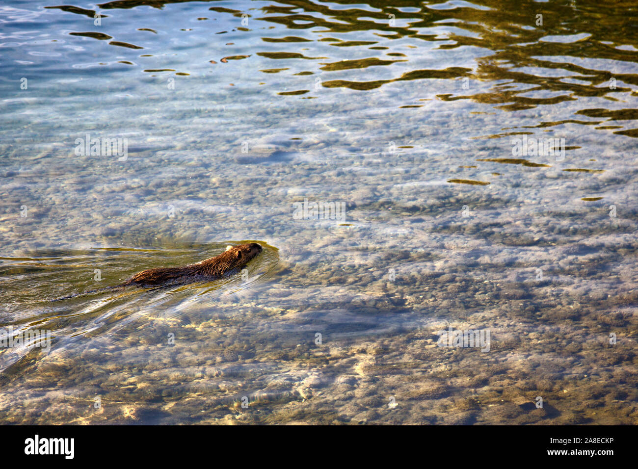 Schwimmendes Nutria. Bewohner von Stauseen mit langsamen Aktuelle, aquatische Säugetiere. Frankreich Stockfoto