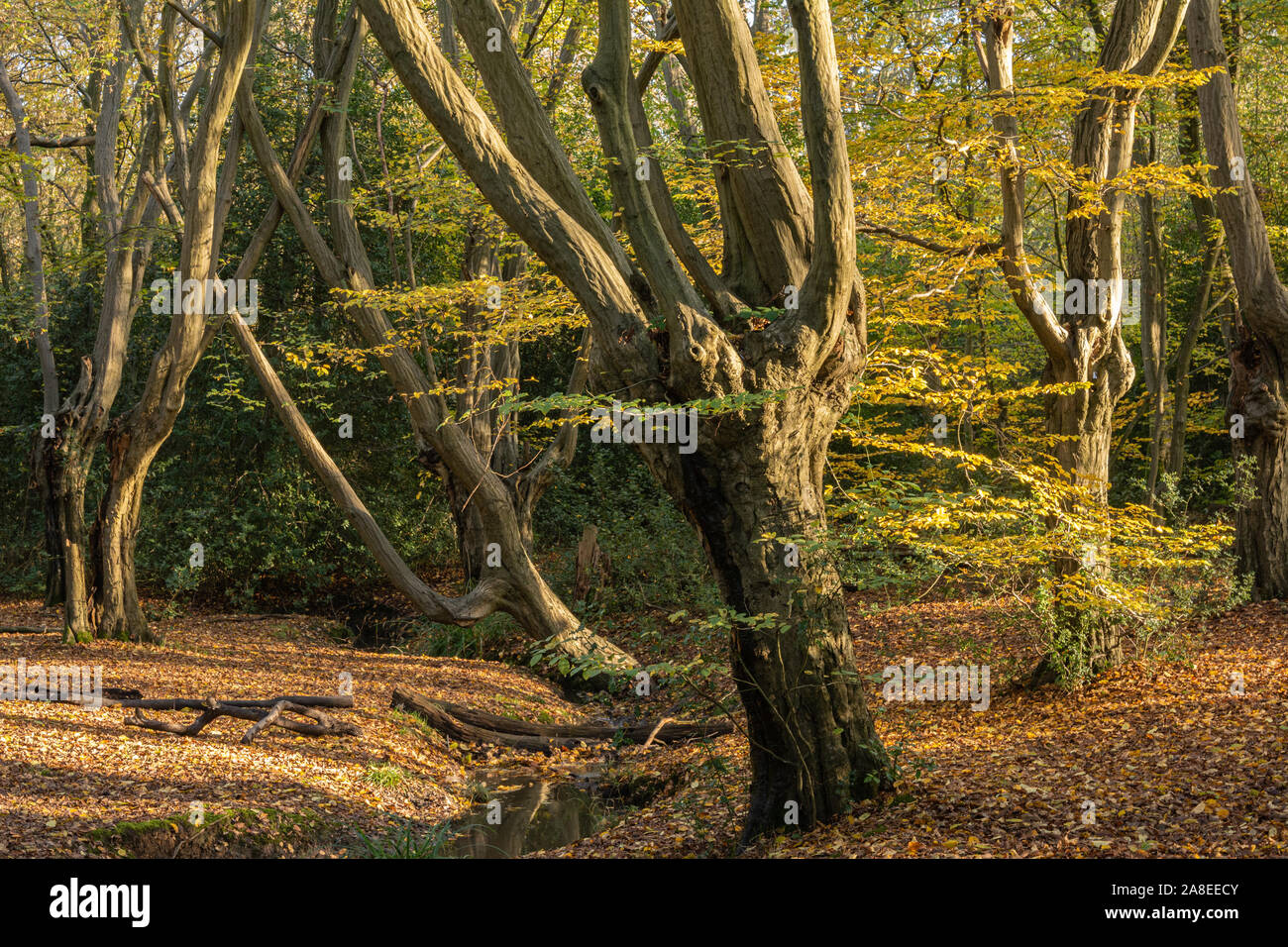 Epping Forest. Hainbuche Pollarded Bäume mit hellem herbstliches Laub stehen in driftet der goldenen Laub. Stockfoto