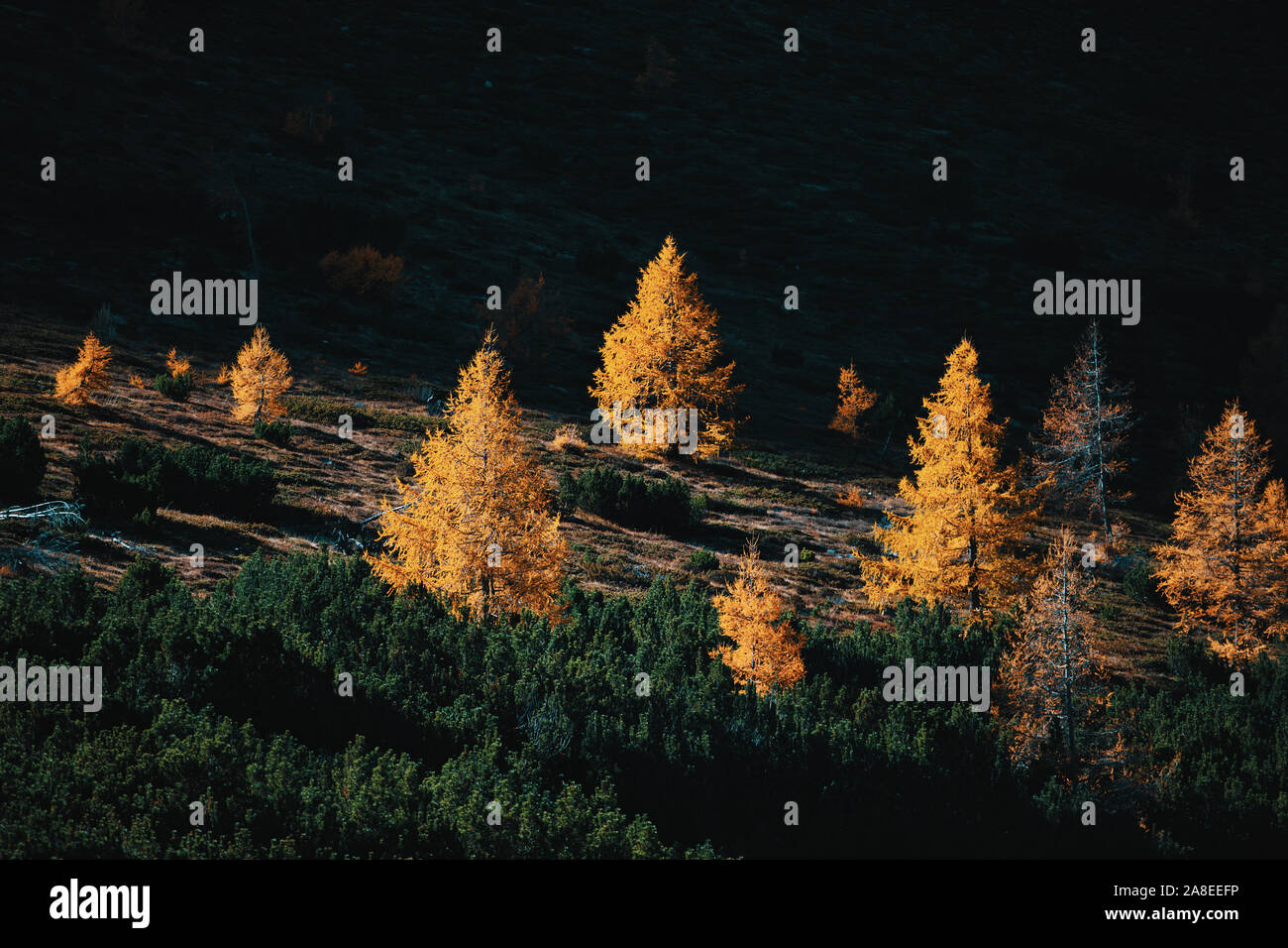 Klaren dunklen Sonne zwischen Lärchen und Kiefern im Herbst Stockfoto