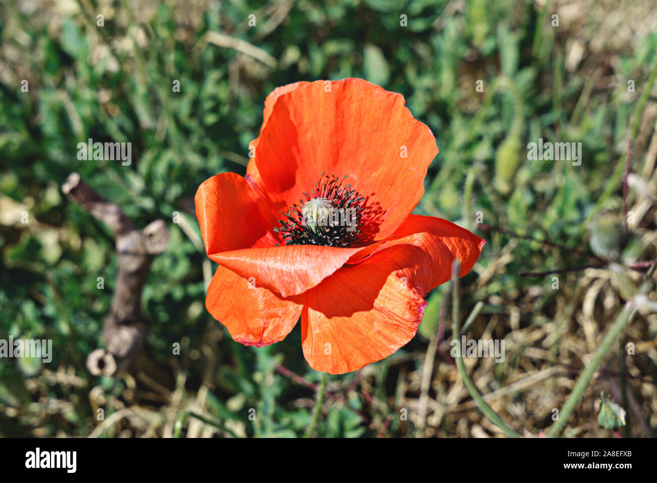 Poppy Day ist der Tag des Gedenkens in Großbritannien und begrüssen zu den Veteranen der Streitkräfte Konzept Stockfoto