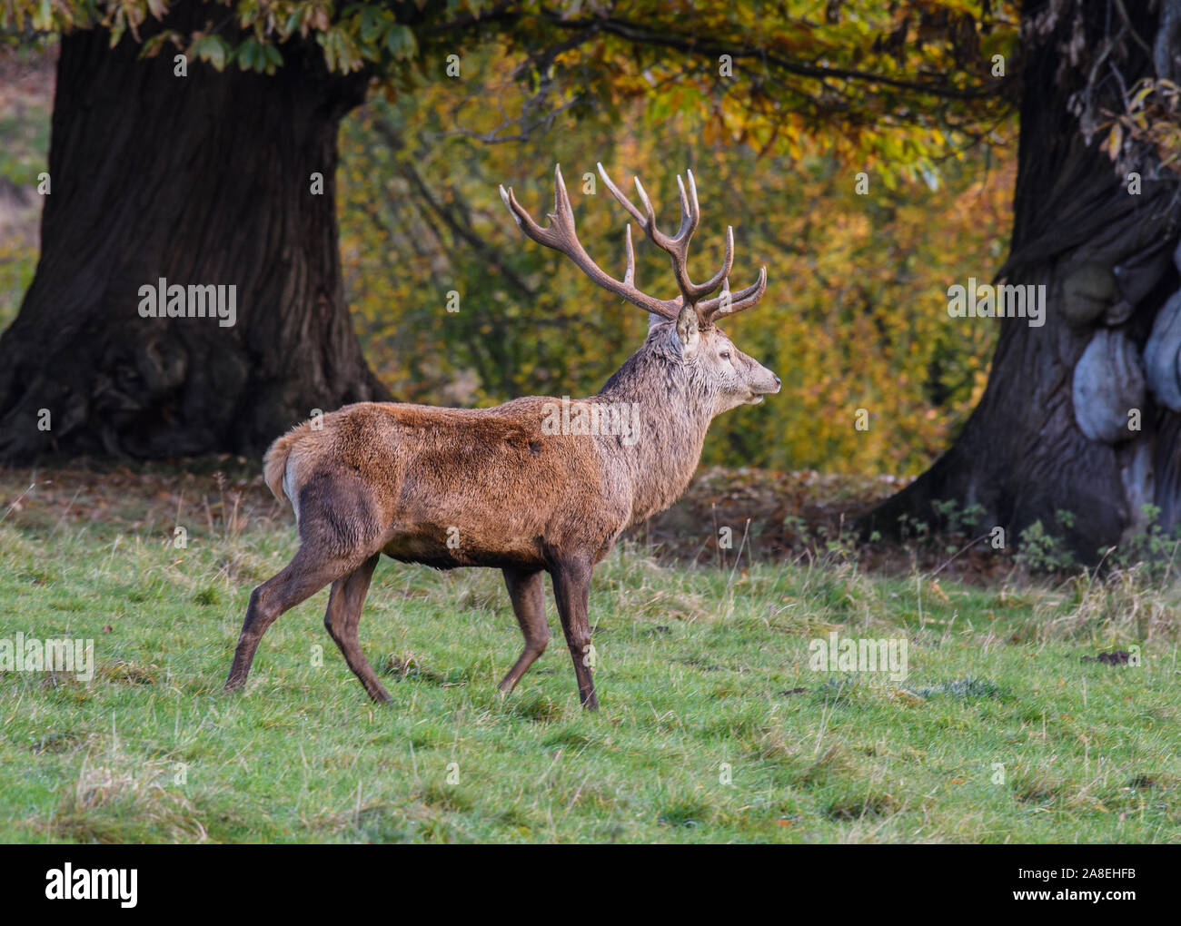 Rotwild in Studley Royal Park Stockfoto