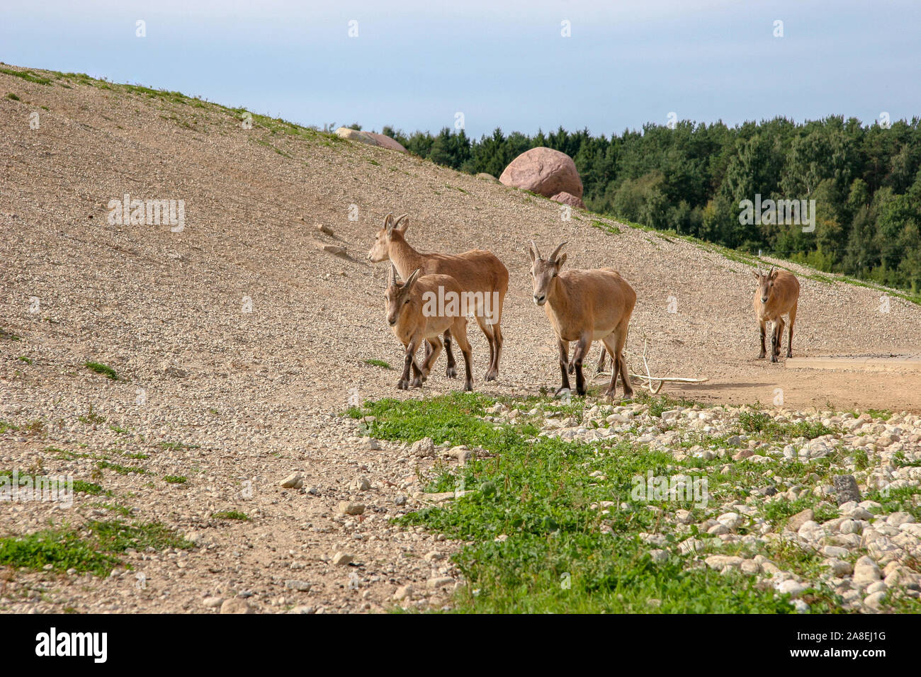 Eine Herde von vier Bergziegen mit brauner Wolle Spaziergänge entlang der Hügel bei sonnigem Wetter. Sonnig. Es gibt grüne Gras auf dem Boden. Wald auf dem backgrou Stockfoto