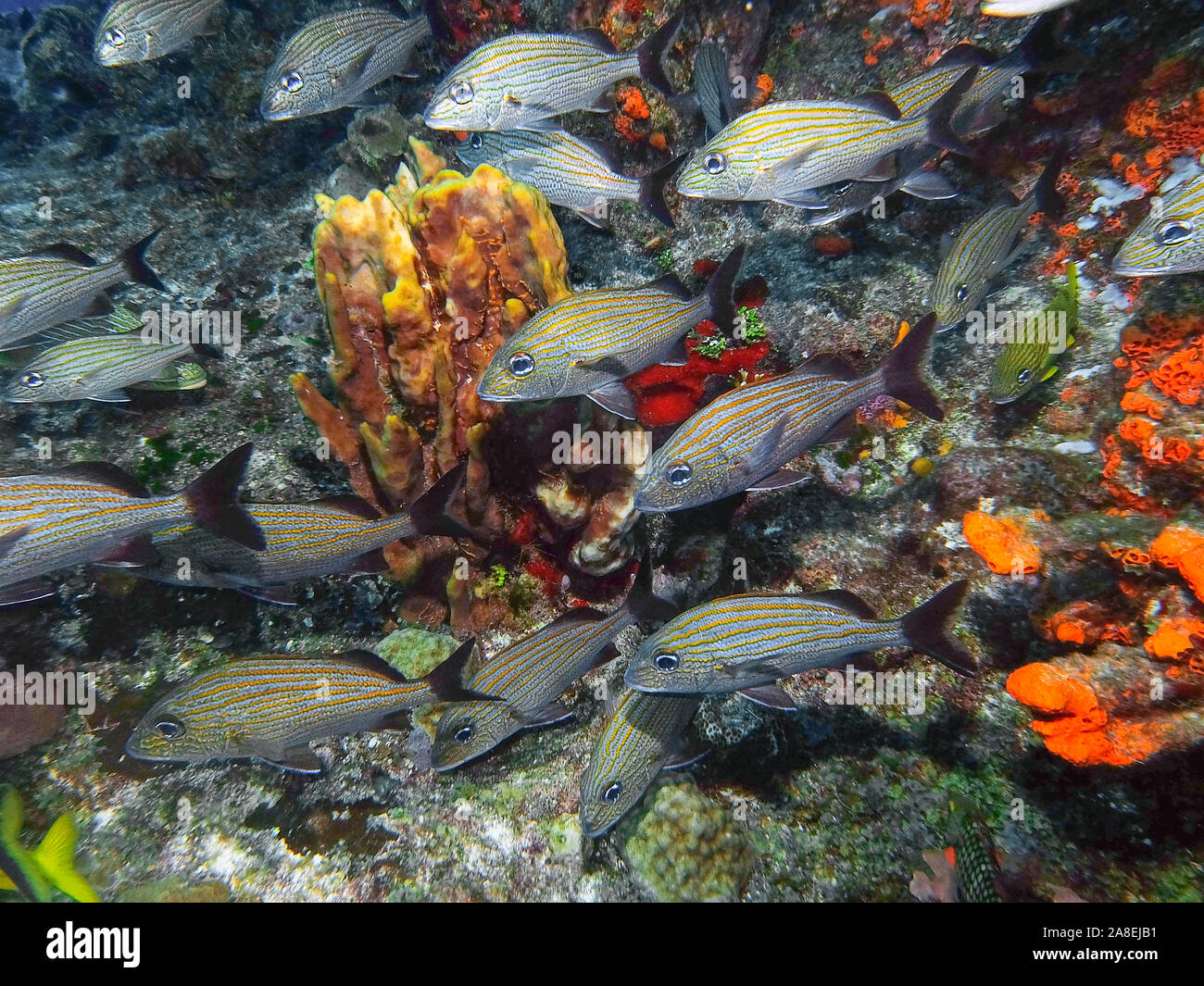 Blau gestreiften Grunzen (Haemulon sciurus) Stockfoto