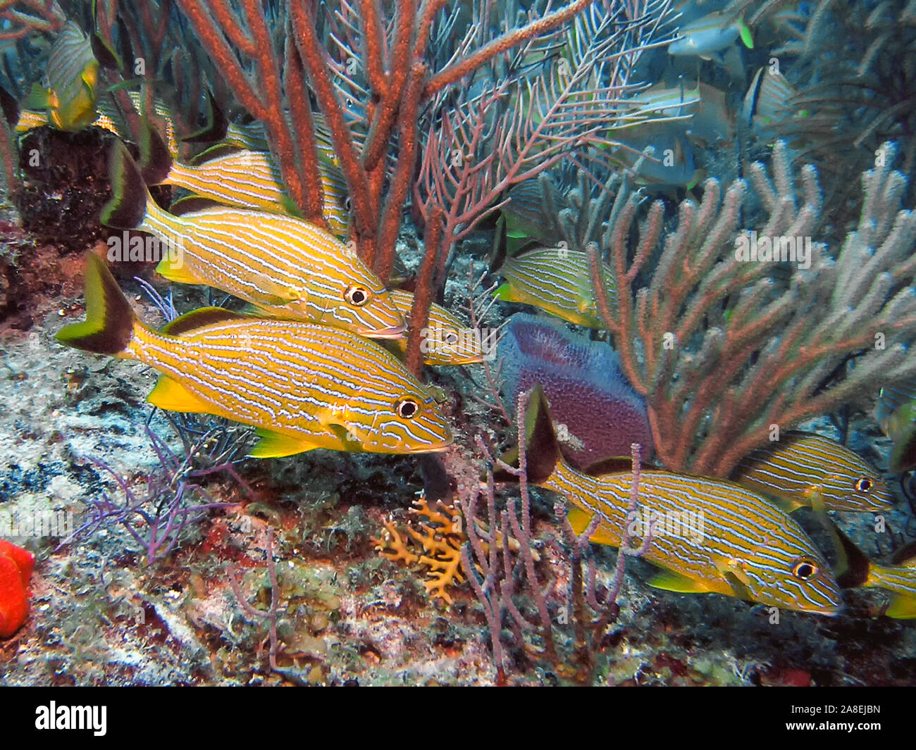 Blau gestreiften Grunzen (Haemulon sciurus) Stockfoto