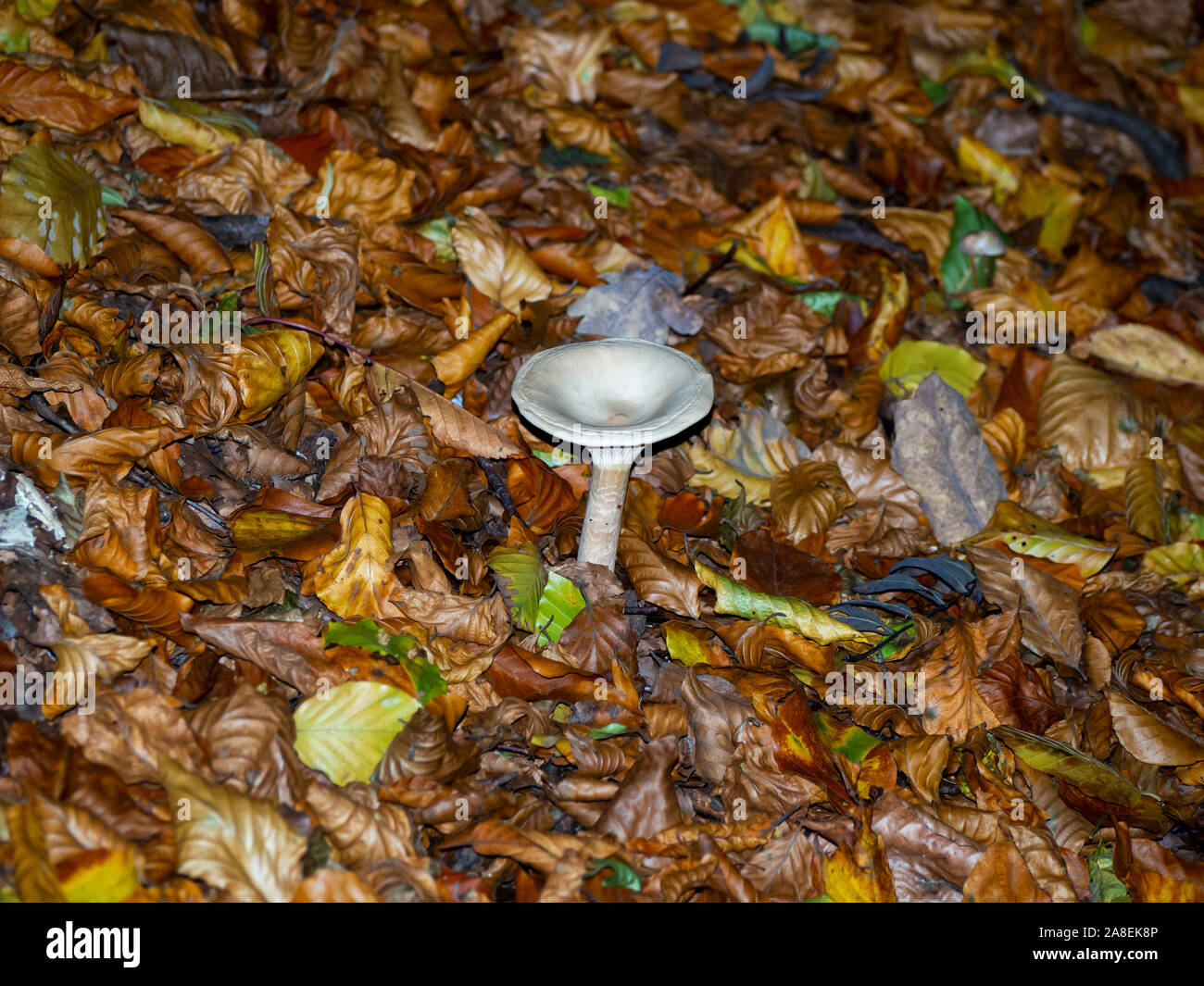 Single Trooping Trichter Pilz, Clitocybe geotropa entstand aus Laub in einem Hertfordshire Wald im Herbst. Stockfoto