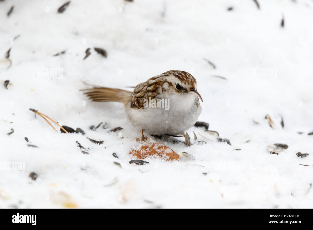 Baum Kriechgang (Certhia familiaris). Russland Stockfoto
