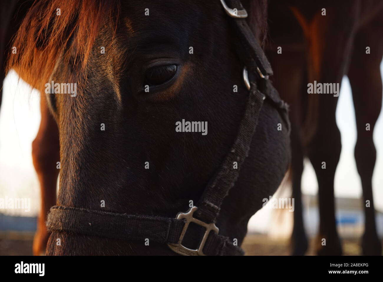 Porträt eines braunen Pferdes im Freien, Nahaufnahme Gesicht Stockfoto
