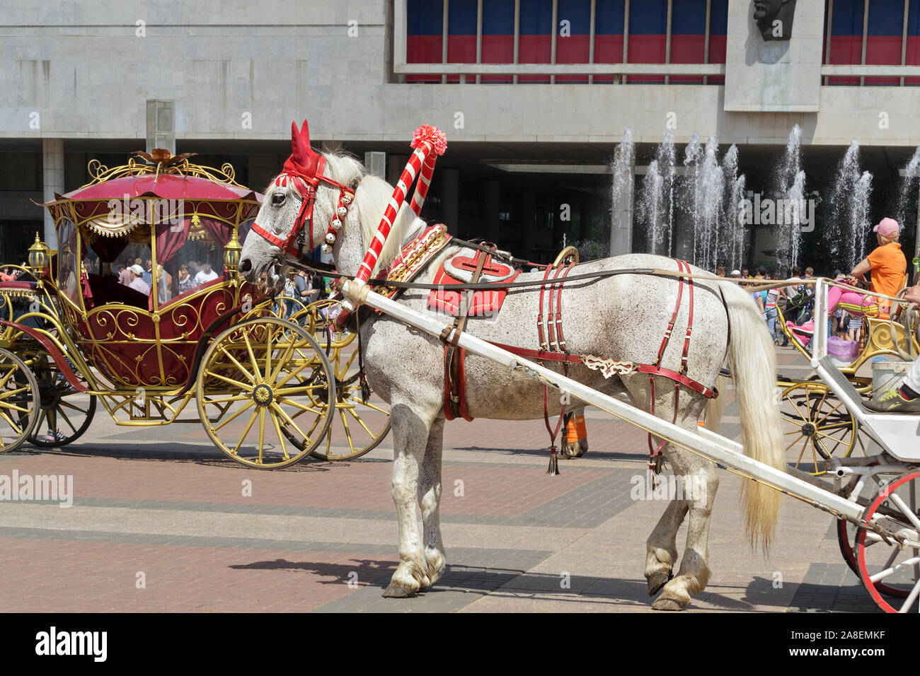 Elegante Pferde, die zu Kutschen gespannt sind. Russland Tag, Russland, Uljanowsk, 12. Juni 2017 Stockfoto