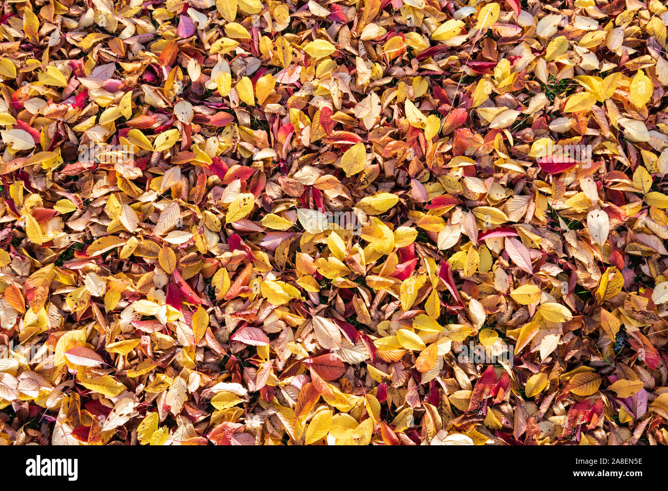 Orange Blätter Textur closeup. Herbst Herbst folliage Hintergrund Stockfoto