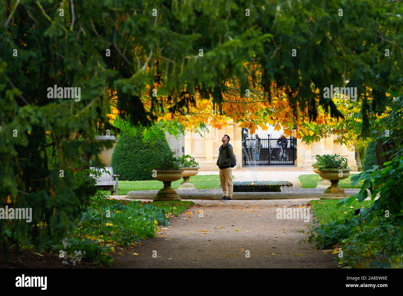 Ein Mann blickt auf die Blätter auf einem Liriodendron tulipifera Baum im späten Herbst im Botanischen Garten der Universität Oxford, England. Stockfoto