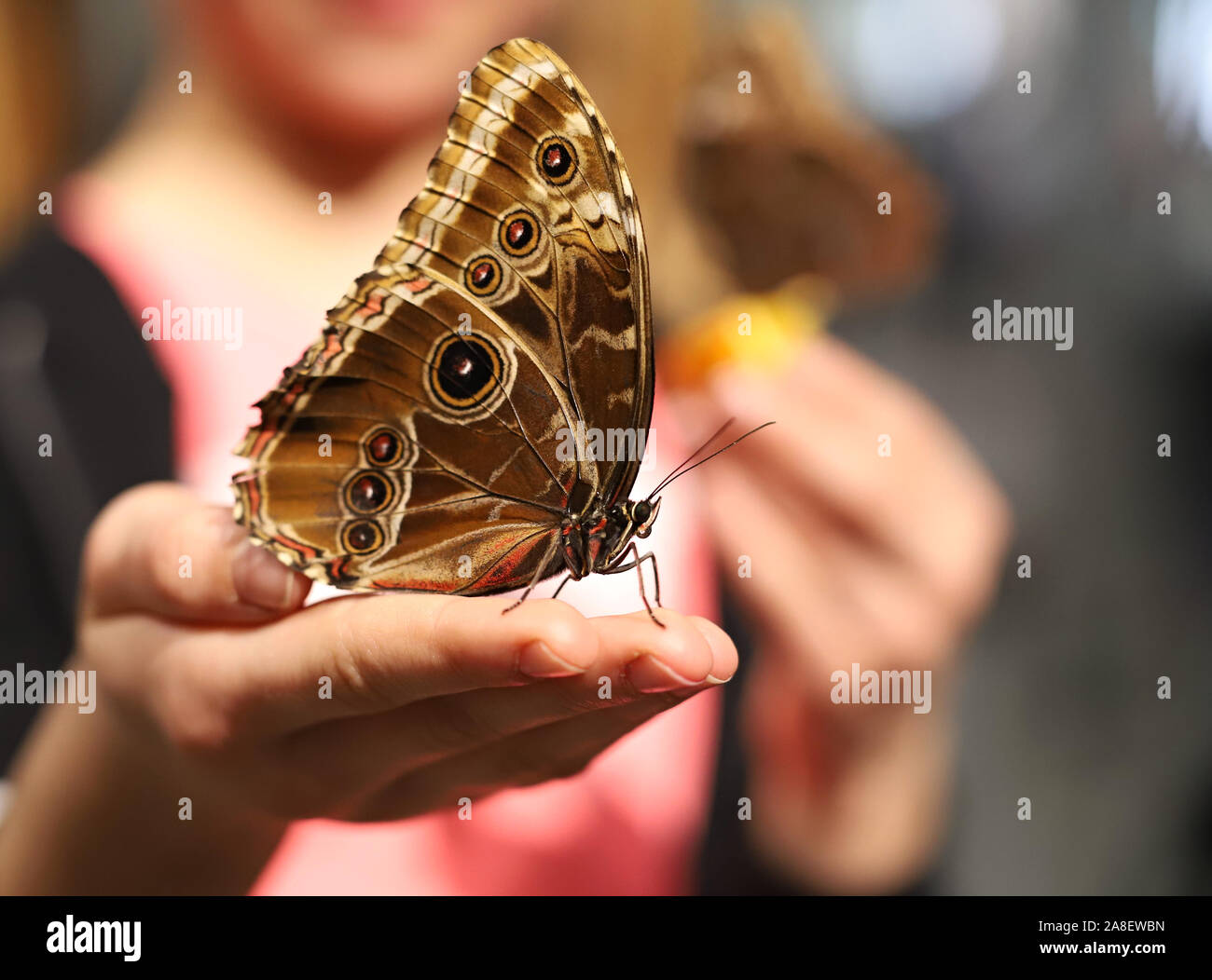 Großer Schmetterling auf der Hand Stockfoto