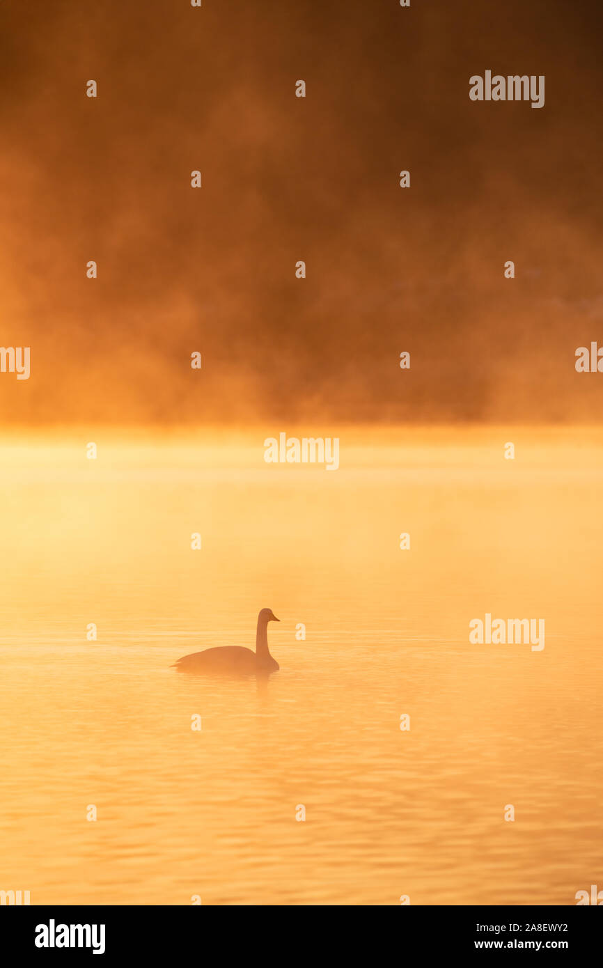 Singschwan (Cygnus Cygnus), Schwimmen in Misty Morning Light, Loch Leven National Nature Reserve, Schottland, Großbritannien. Stockfoto