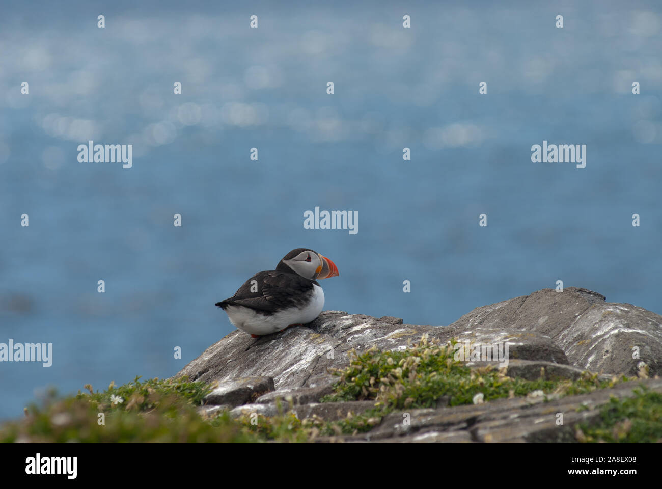 Nach Papageitaucher (Fratercula arctica) ruht auf Felsen an der Steilküste, Insel, Schottland, UK. Stockfoto