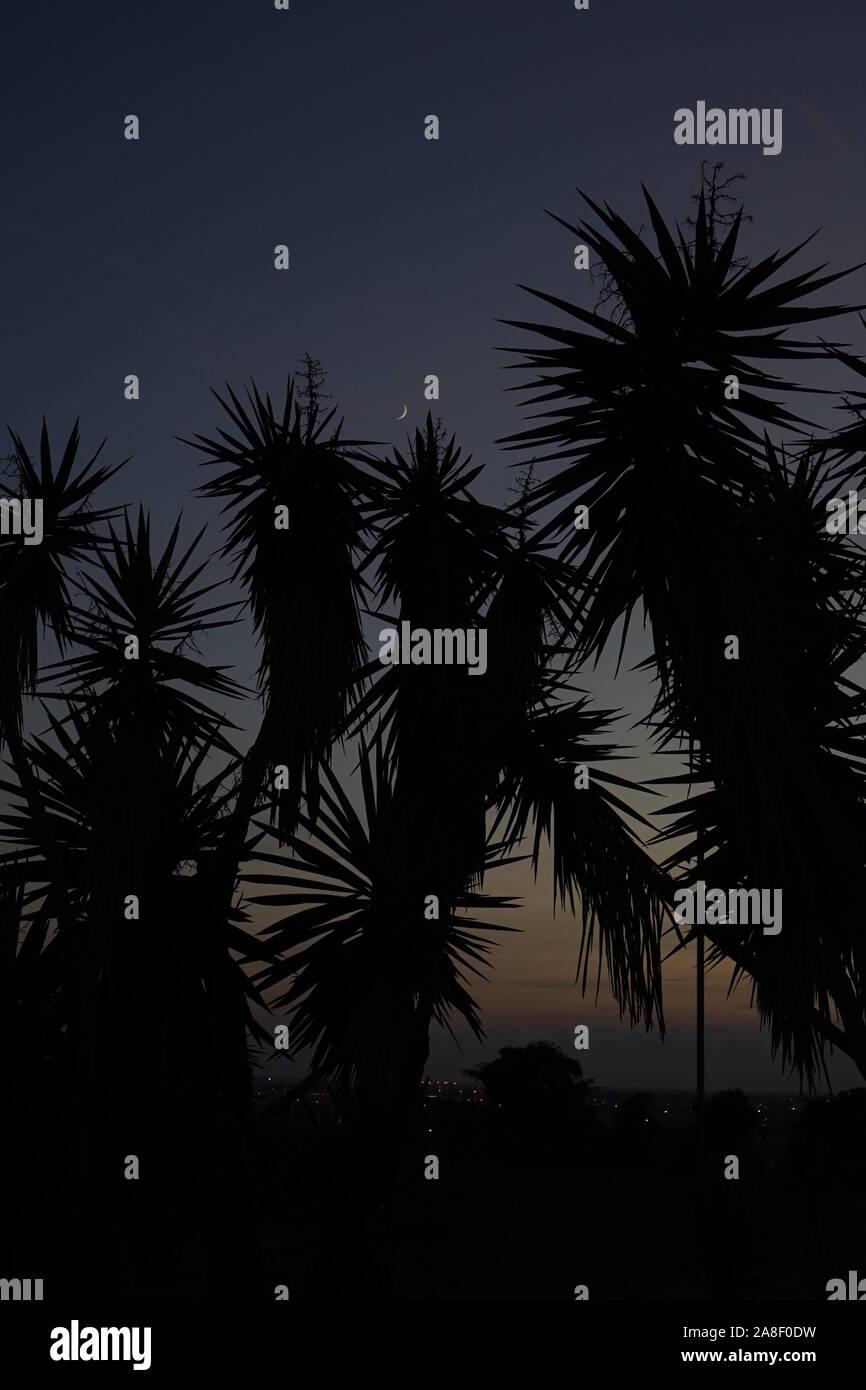 Palm Tree Silhouette gegen einen Dämmerung Himmel mit der Mondsichel Stockfoto