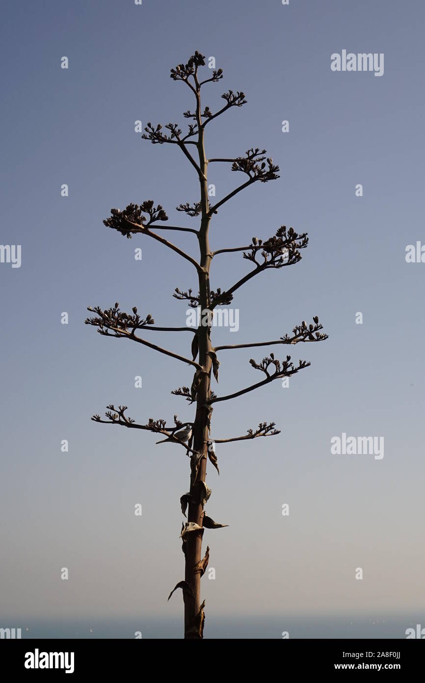 Ein Baum in ariden Klima gegen einen klaren blauen Sommerhimmel Stockfoto