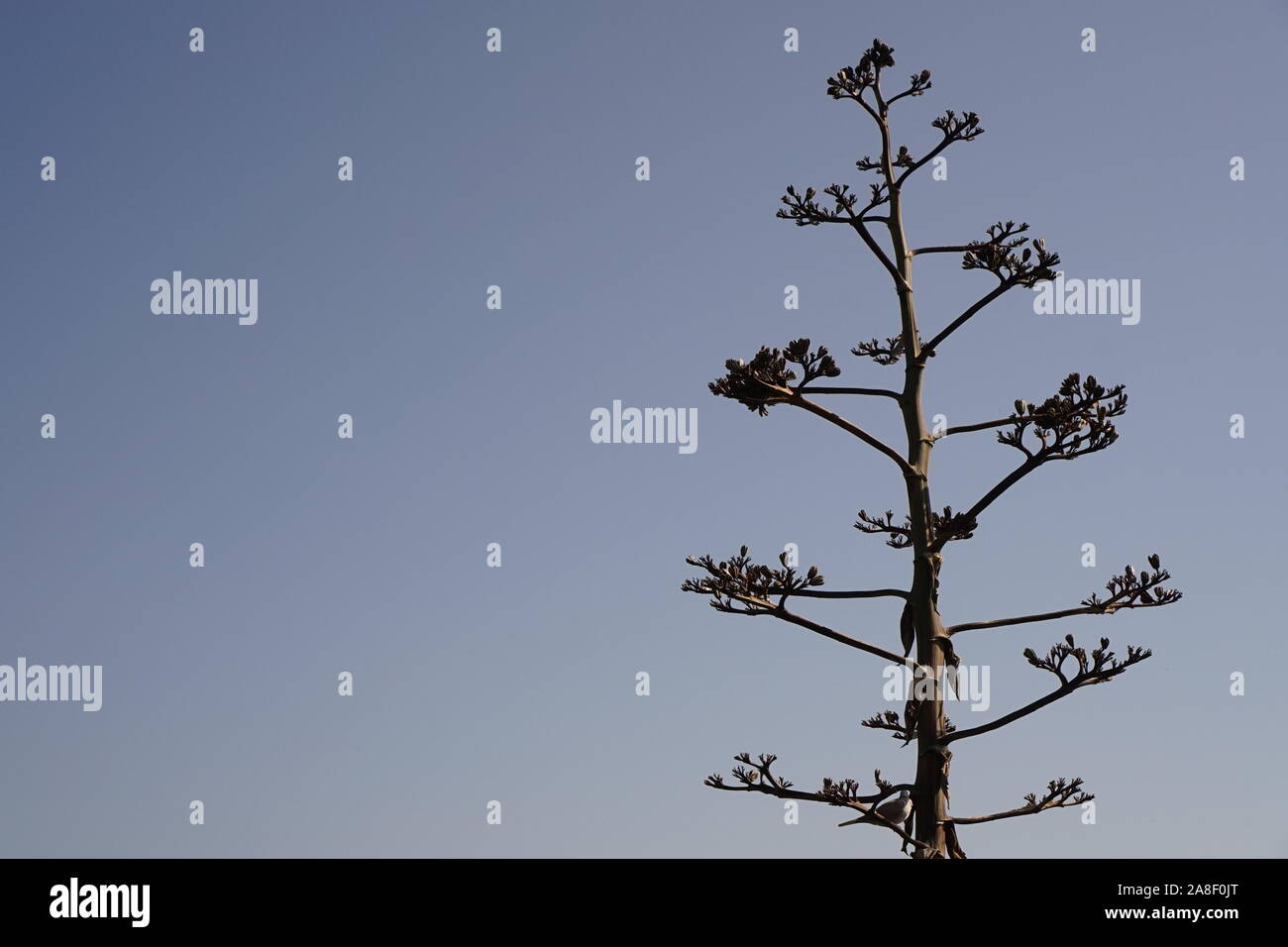 Ein Baum in ariden Klima gegen einen klaren blauen Sommerhimmel Stockfoto