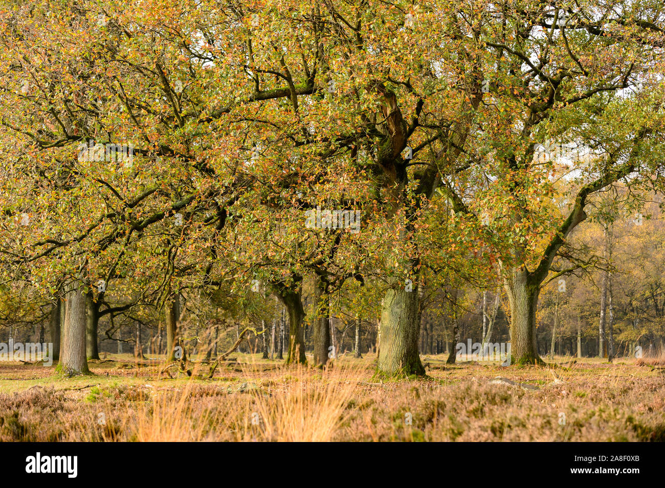 Eichen mit Farben des Herbstes. Dieses Bild ist Teil eines 10-Serie der gleichen Lage in den verschiedenen Jahreszeiten. Stockfoto