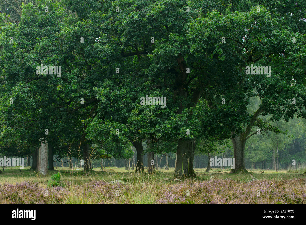 Eichen, wenn der Sommer in den Herbst. Dieses Bild ist Teil eines 10-Serie der gleichen Lage in den verschiedenen Jahreszeiten. Stockfoto