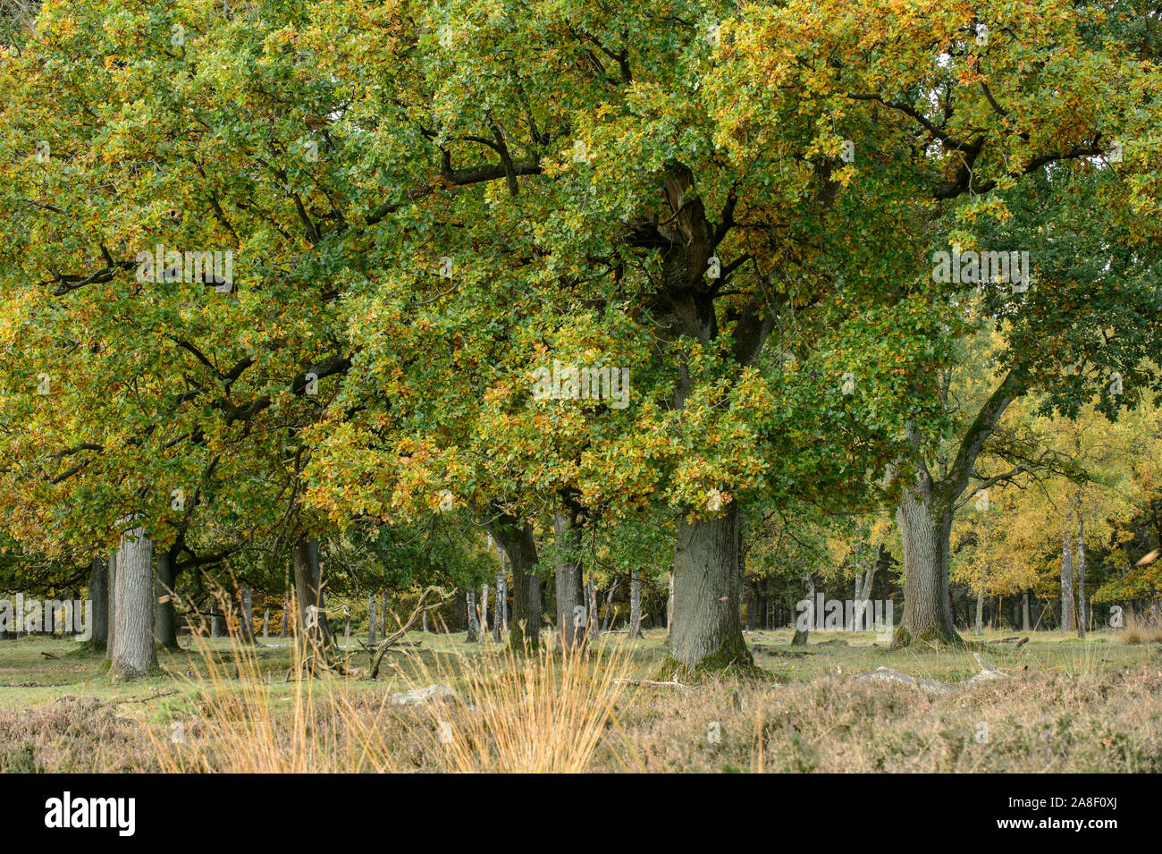 Eichen mit Farben des Herbstes. Dieses Bild ist Teil eines 10-Serie der gleichen Lage in den verschiedenen Jahreszeiten. Stockfoto