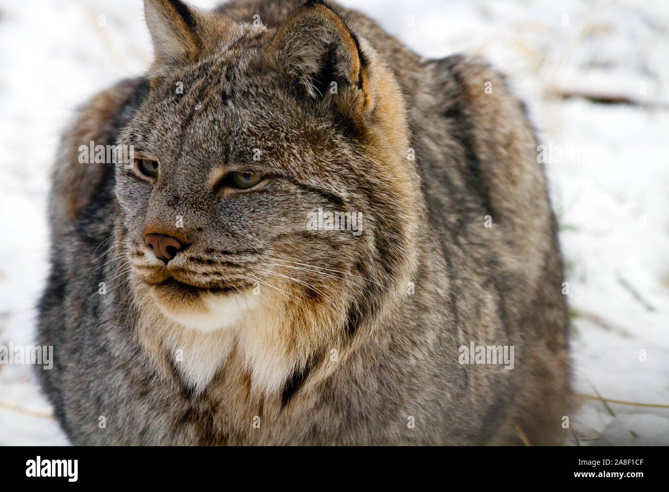 Luchs, im Winter, Yukon, Kanada Stockfoto